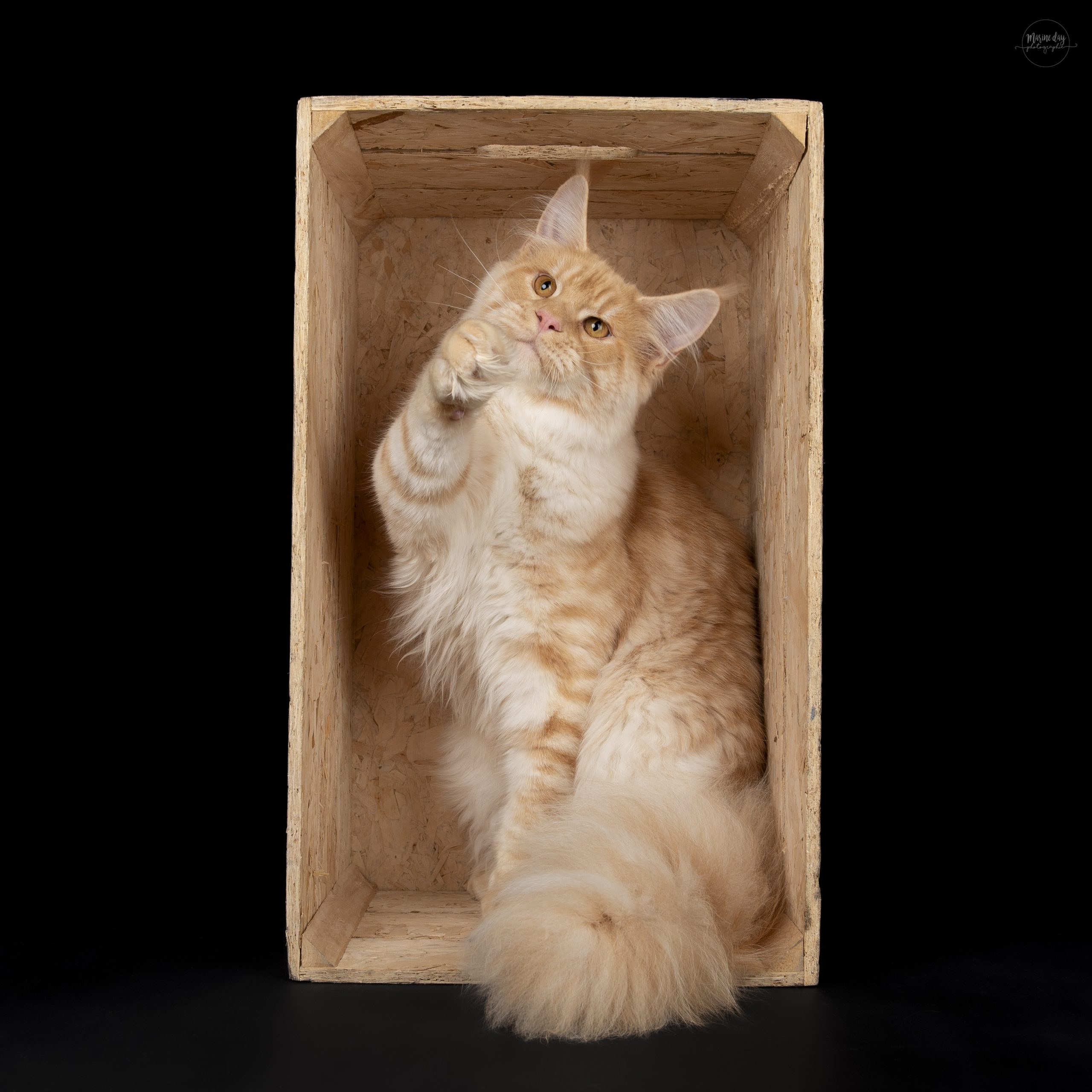 Maine Coon red silver - Viggo, mâle de la Chatterie du Cœur de Moon