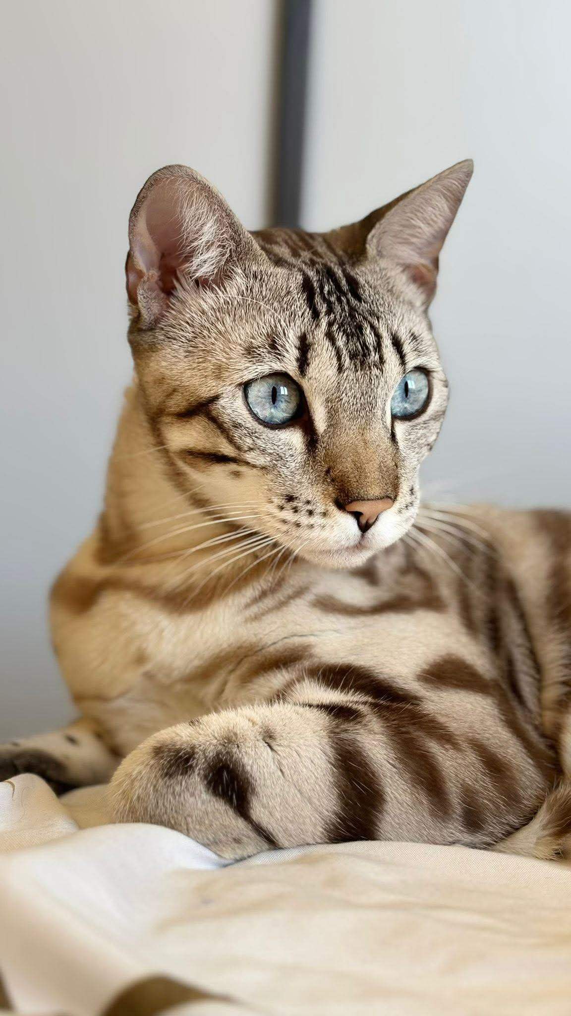 Willow, chatte Bengal Snow - La Chatterie du Cœur de Moon